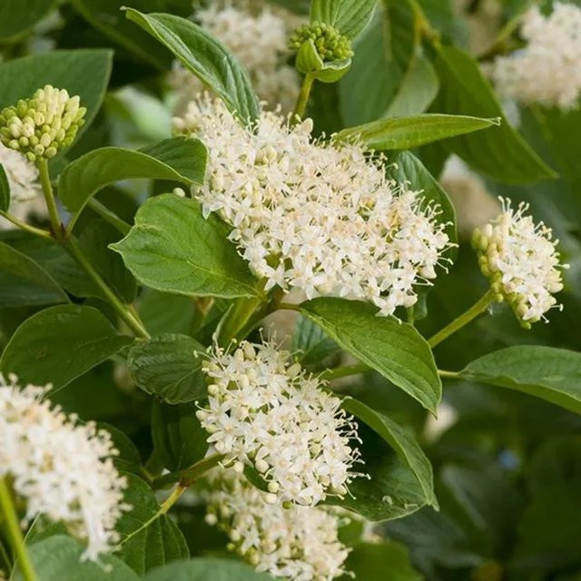 Arborix Hartriegel Flaviramea Cornus sericea mit gelben Wintertrieben im Container, Höhe: 60 bis 80 cm - Bild 1
