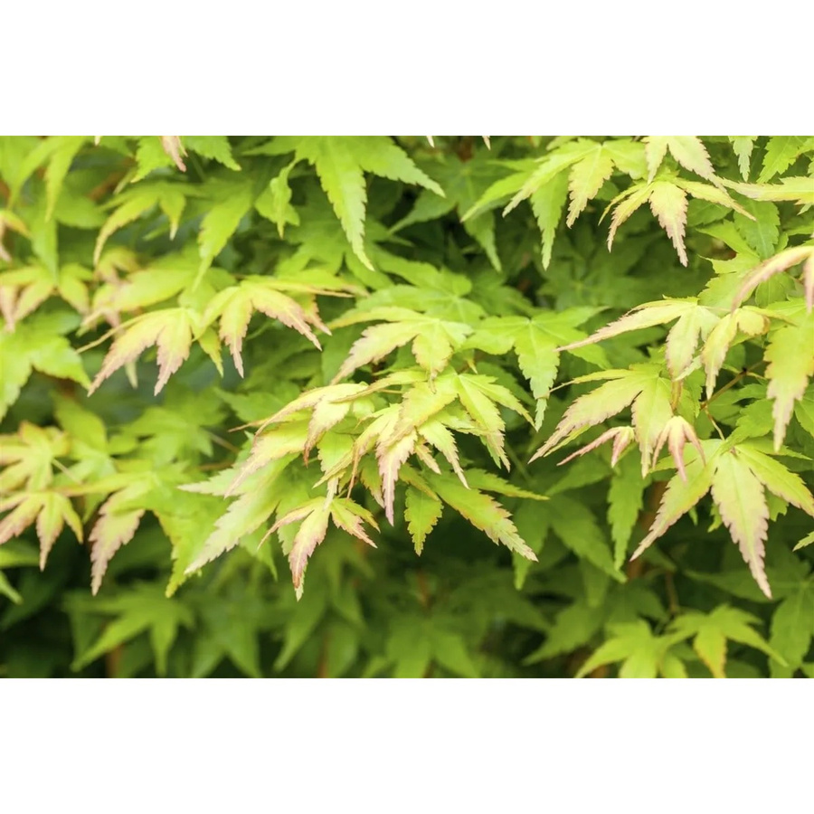Acer Palmatum Bi-Hoo Japanischer Ahorn mit gelber Rinde, Höhe: 80–100 cm - Bild 2