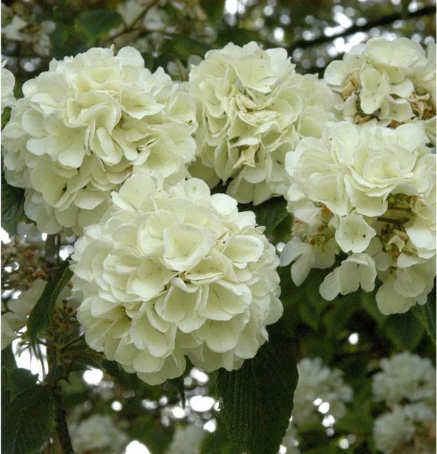 Japanischer Schneeball Viburnum plicatum als weiß blühender Ziergehölz-Strauch, Höhe: 80-100 cm - Bild 1