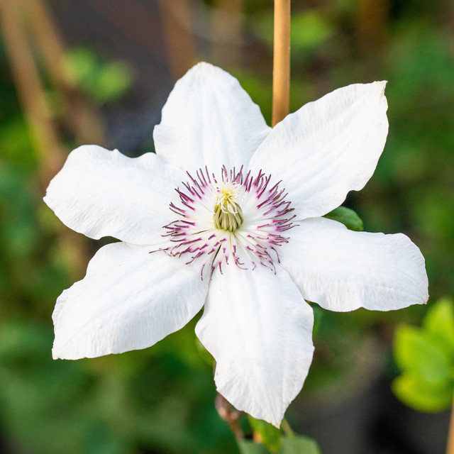 Clematis Miss Bateman Kletterpflanze von BLUME2000 - Bild 1
