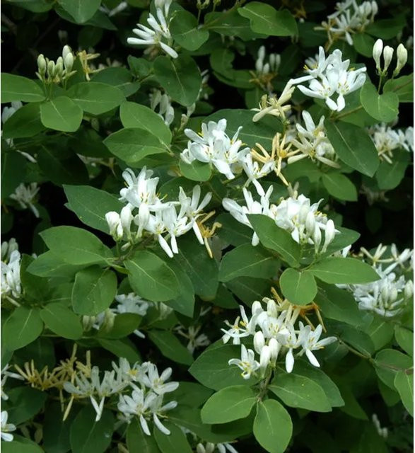Gemeine Heckenkirsche Lonicera xylosteum als Heckenpflanze und Strauch für deinen Garten, Höhe: 80-100 cm - Bild 1