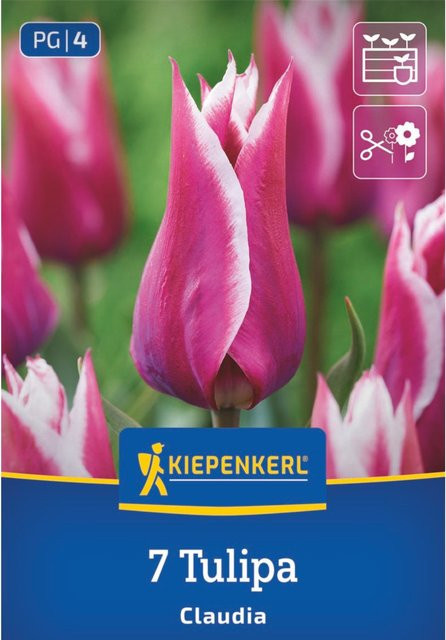 Kiepenkerl Tulpenzwiebeln Lilienblütige Tulpe Claudia in Pink, 7 Stück - Bild 1
