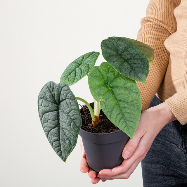 Alocasia Melo Zimmerpflanze von BLUME2000 in Grün - Bild 1