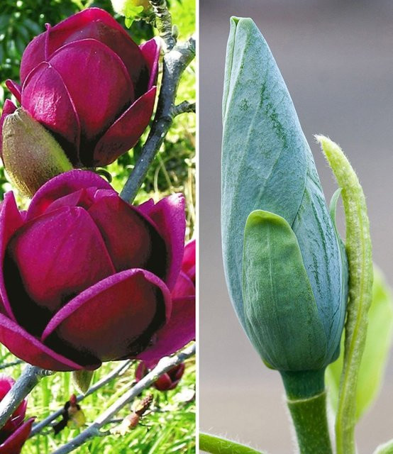 Magnolien-Sortiment - Bild 1