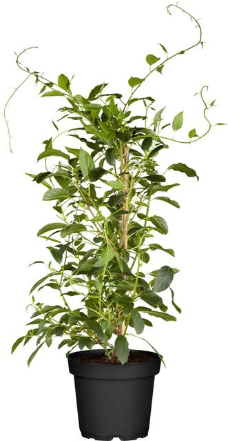 GROW by OBI Bio Kiwi Issai Actinidia selbstfruchtender Kletterstrauch im Topf - Bild 1