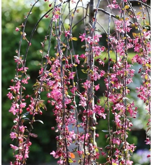 Hochstamm Zierapfel Royal Beauty Malus Hybride in Rot und Pink, Höhe: 80-100 cm - Bild 1