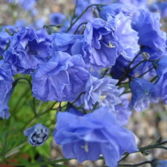 6er Set Zwerg-Glockenblumen Baby Blue Campanula cochleariifolia von arborix in 9cm Töpfen mit blauen Blüten - Bild 1
