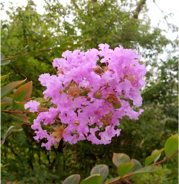Chinesische Kräuselmyrte Eveline Lagerstroemia indica in Pink, Höhe: 30-40 cm - Bild 1