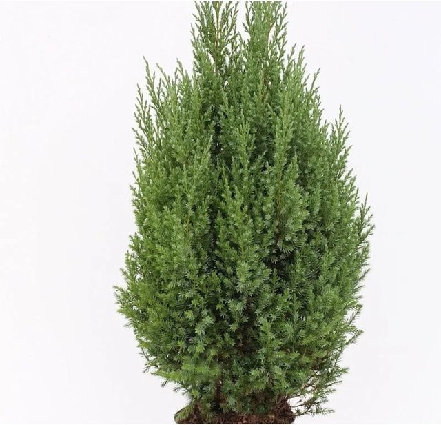 Blauer Kegelmooswacholder Juniperus chinensis von Die Nr-01.de in Blau und Grün, Höhe: 60-80 cm - Bild 1