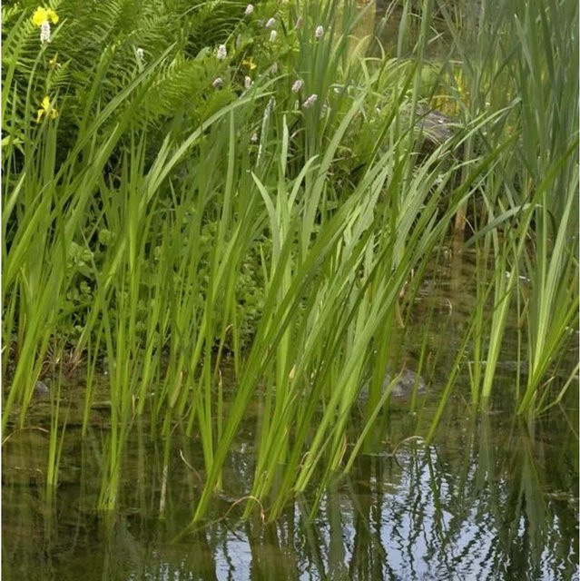 Acorus calamus Kalmus als grüne Wasserpflanze für den Teich oder Aquarien - Bild 1