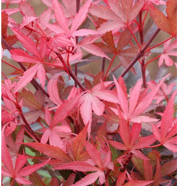 Acer palmatum Zwergahorn Shaina in Rot, Hochstamm, Höhe: 60-80 cm - Bild 1