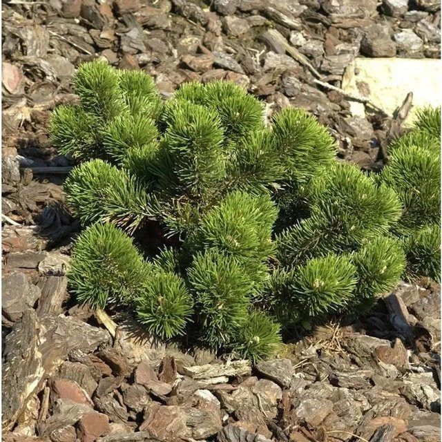 Bizarre Zwerg Kiefer Jakobsen Pinus mugo grün Höhe: 30-40 cm - Bild 1