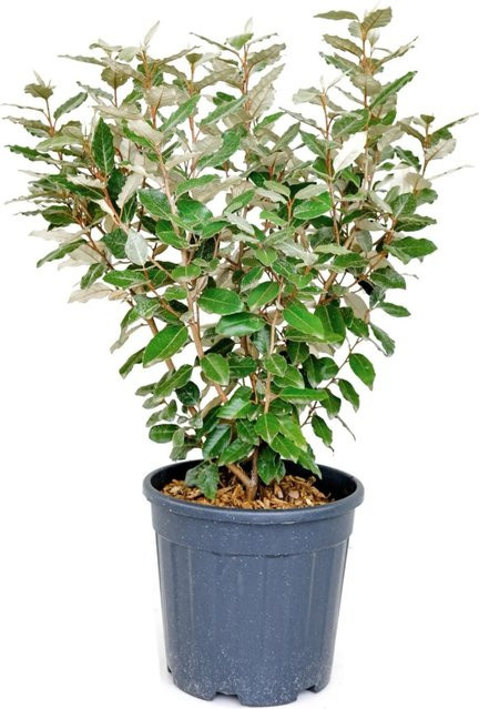 GROW by OBI Immergrüne Ölweide Elaeagnus ebbingei Compacta als Heckenpflanze, Höhe: 60 cm - Bild 1