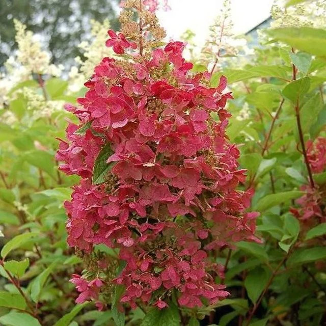 Arborix Rispenhortensie Pinky Winky Hydrangea paniculata in Pink und Weiß, Höhe: 40 bis 50 cm - Bild 1