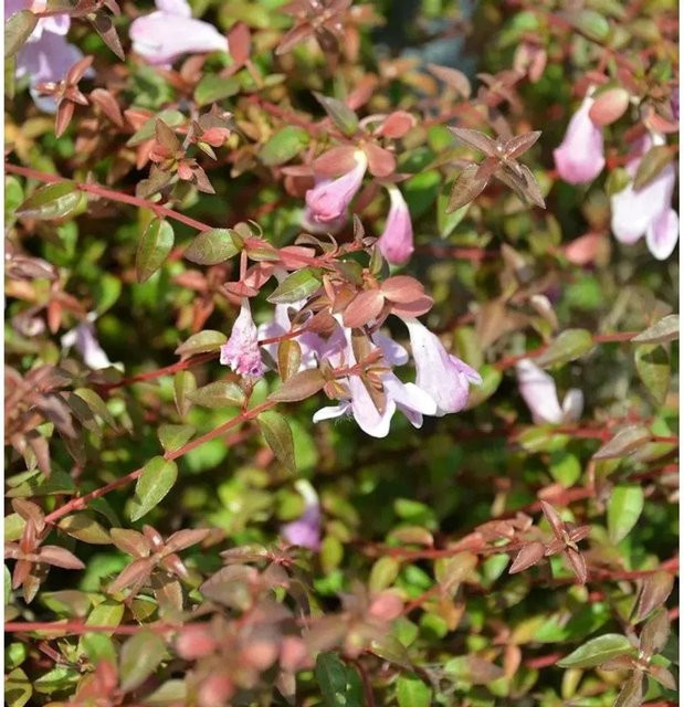 Abelia grandiflora Pinky Bells Strauch in Pink und Rot, Höhe: 30-40 cm - Bild 1