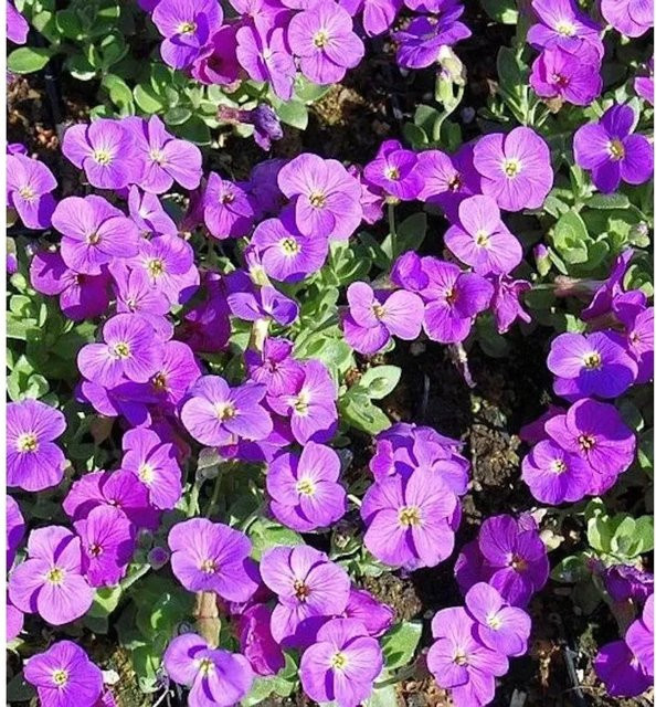 Aubrieta cultorum Blaukissen Blaufarben Blau und Violett als mehrjährige Staude für Steingärten und Böschungen - Bild 1