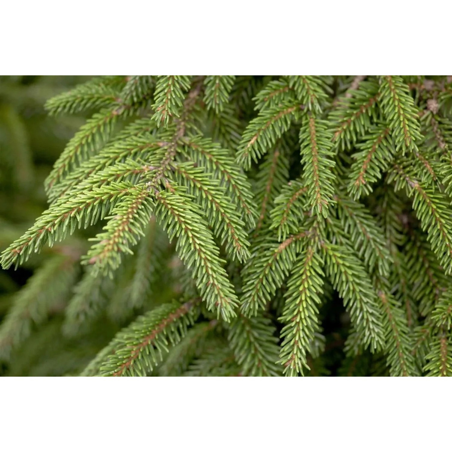 Picea Orientalis Aurea Orientalische Fichte Goldgelb 50–60 cm - Bild 2