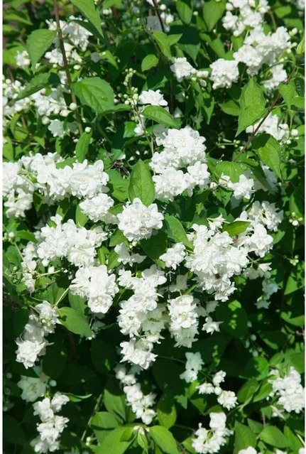 Philadelphus Bouquet Blanc Pfeifenstrauch Weiß, pflegeleichte Pflanze, Höhe: 100–125 cm - Bild 1