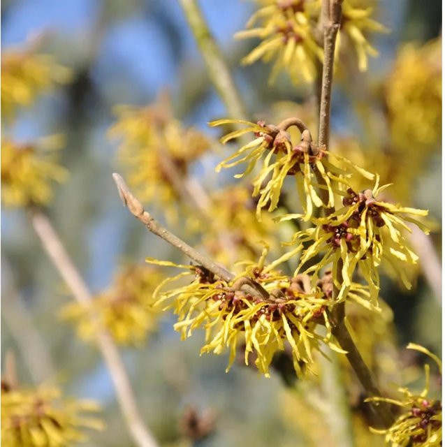 Hamamelis intermedia Zaubernuss gelb Großstrauch für deinen Garten - Bild 1