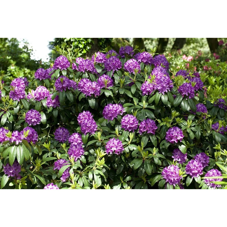 Rhododendron Catawbiense Grandiflorum mit lila Blüten, Höhe: 90–100 cm - Bild 2