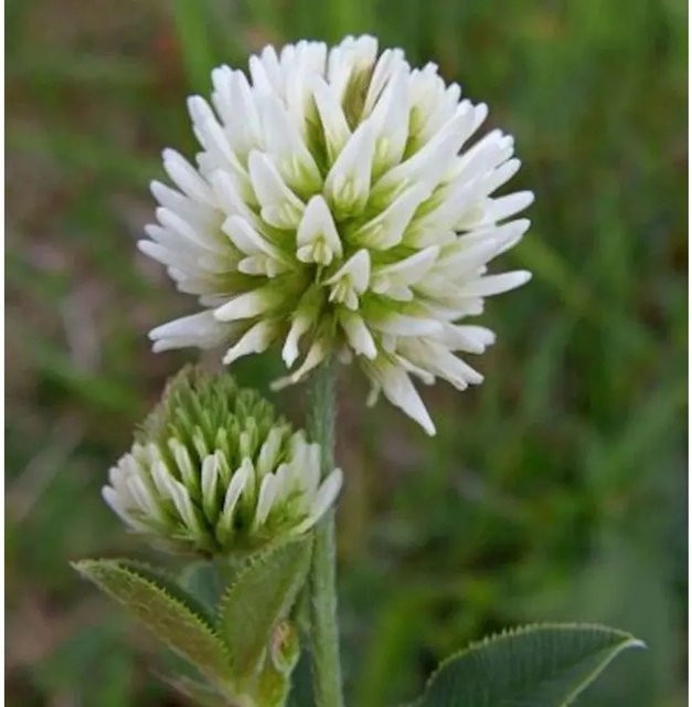 Berg-Klee Trifolium montanum als mehrjährige Pflanze für den Außenbereich - Bild 1