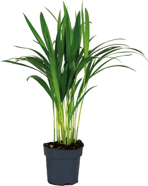 GROW by OBI Goldfruchtpalme Areca Dypsis Lutescens, Grün, Topf Durchmesser: 12 cm - Bild 1