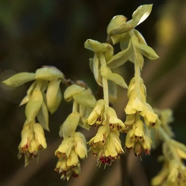 Arborix Scheinhasel Corylopsis pauciflora gelb Frühblühender Zierstrauch im Container Höhe: 60 bis 80 cm - Bild 1