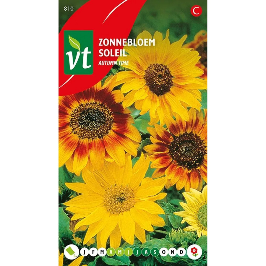 Arborix Sonnenblume Herbstzeit Saatgut Großblütig 1 g - Bild 2
