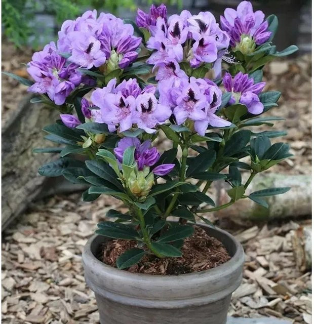 INKARHO Rhododendron Blue Jay Alpenrose, großblumiger Zierstrauch in Blau und Violett, Topfgröße 25-30 cm - Bild 1