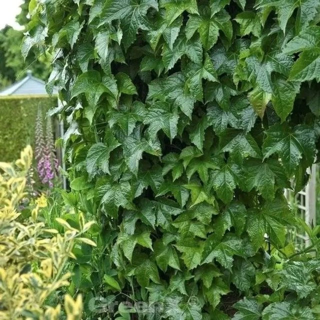 Nr-01.de Kletterpflanze Parthenocissus tricuspidata Jungfernrebe Grün 60-80 cm - Bild 1