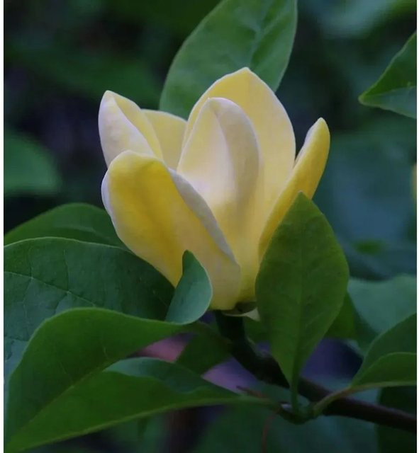 Magnolia acuminata Blue Opal Magnolie Strauch in Gelb und Blau, Höhe: 60-80 cm - Bild 1