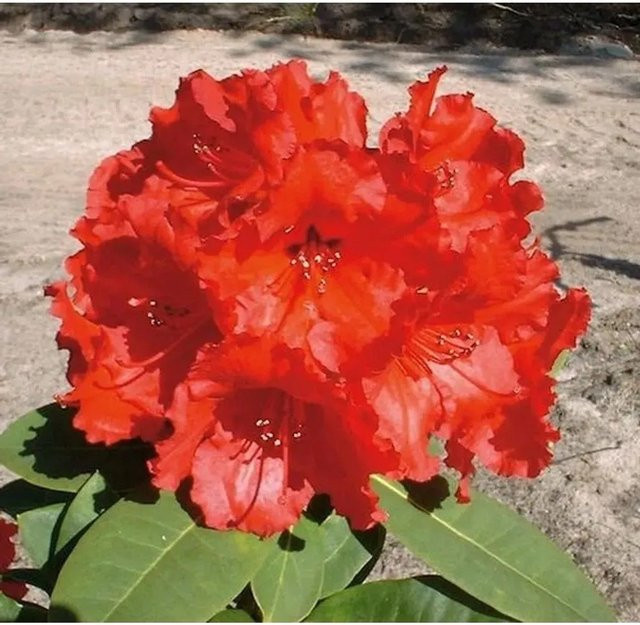 Großblumiger Rhododendron Red Jack Alpenrose in Rot, Höhe: 50-60 cm - Bild 1