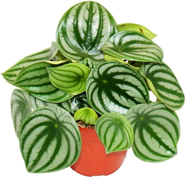 Exotenherz Peperomia argyreia Wassermelonenzwergpfeffer in einem 12 cm Topf - Bild 1