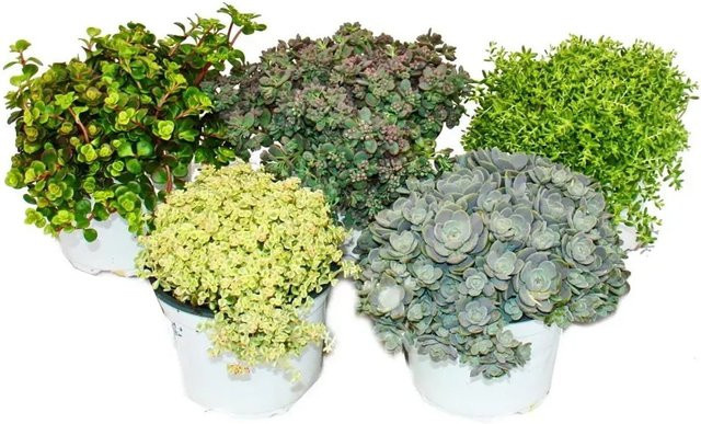 Exotenherz Set mit 5 verschiedenen winterharten Sedum-Pflanzen Fetthenne in Mehrfarbig für den Ziergarten und Balkon - Bild 1