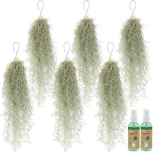 Vdvelde Tillandsia Usneoides Spanisches Moos Luftpflanze Zimmerpflanze, 6 Stück, Grün - Bild 1