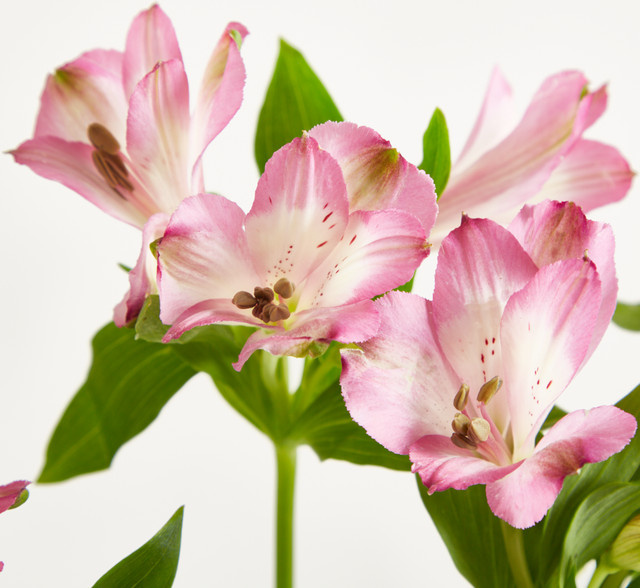 Blume2000 Alstromerien Pink Bunch - Bild 1