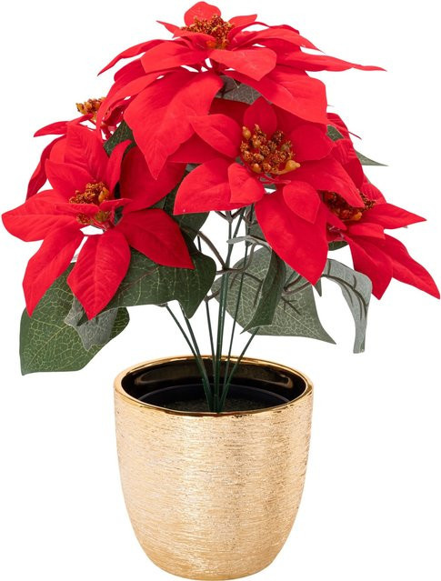 Weihnachtsstern von Viva Domo in Rot, Grün und Gold mit Übertopf für den Tisch - Bild 1