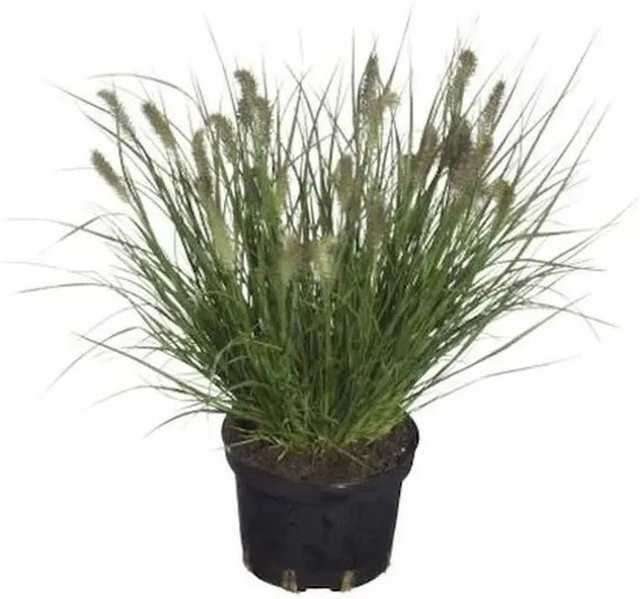 Lampenputzergras Cassian Pennisetum alopecuroides, grüne Zierpflanze für den Garten - Bild 1