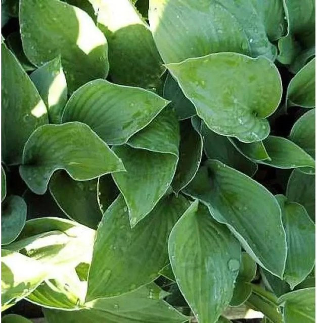 Funkie Sharmon - Hosta fortunei grüne Staude als Solitärpflanze - Bild 1