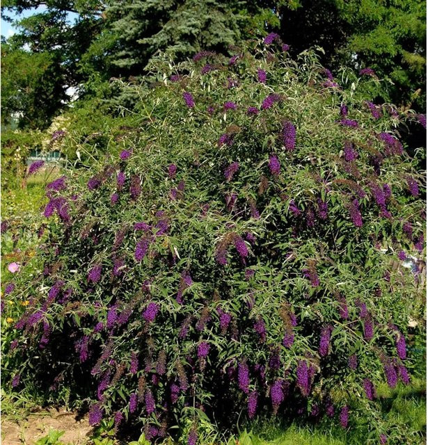 Buddleja Sommerflieder Butterfly Tower lila Gartenstrauch - Bild 1