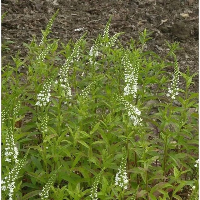 Spanischer Felberich Lysimachia ephemerum als mehrjährige Gartenpflanze von Nr-01.de in Weiß und Grün - Bild 1