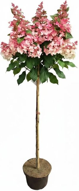 Pflanzen-Boering Rote Rispenhortensie Hydrangea Paniculata Wims Red als Zierstrauch mit Stammhöhe: 170-180 cm und Höhe: 120 cm - Bild 1