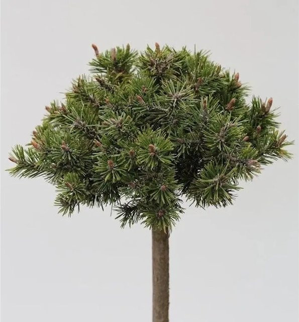Nr-01.de Hochstamm Zwerg Bergkiefer Benjamin Pinus mugo in Grün, Höhe: 60-80 cm - Bild 1