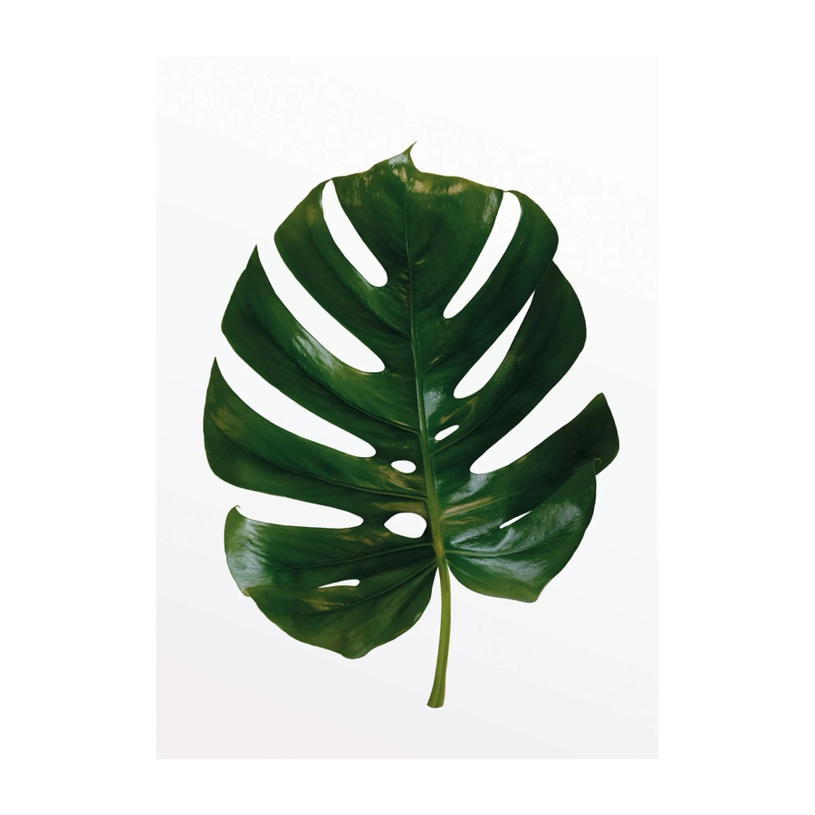 Komar Wandbild Monstera Leaf Green B: 30 cm, H: 40 cm - Bild 2