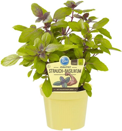 Blu Bio-Strauchbasilikum Ocimum in violett