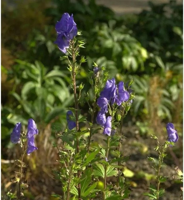 Hoher Herbst-Eisenhut Aconitum carmichaelii Blaufarben/Violett von Nr-01.de als mehrjährige Gartenpflanze - Bild 1