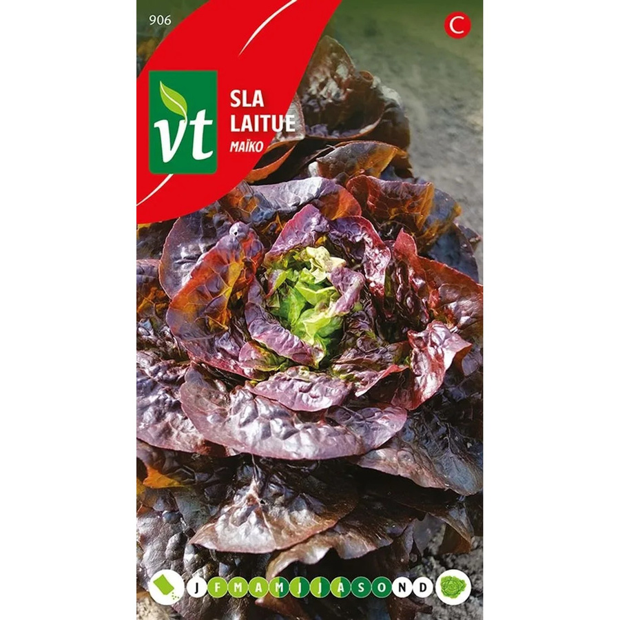 Arborix Kopfsalat Maiko Saatgut, 0,3 g - Bild 2