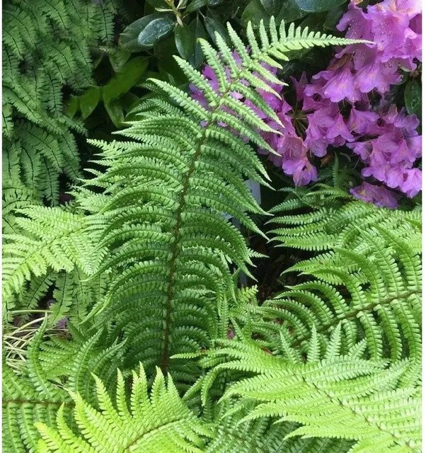 Schmaler Goldschuppenfarn Dryopteris affinis von Nr-01.de in Grün - Bild 1