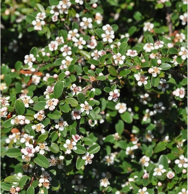 Cotoneaster dammeri Zwergmispel Coral Beauty Bodendecker mit weißen und roten Blüten, Höhe: 20-30 cm - Bild 1
