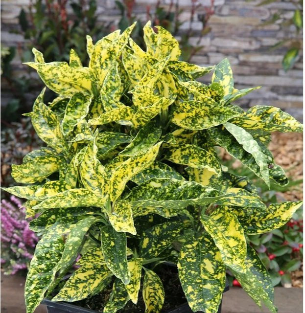 Japanische Golddurststrauch Aucuba japonica gelb, Sträucher für den Außenbereich, Höhe: 40-60 cm - Bild 1